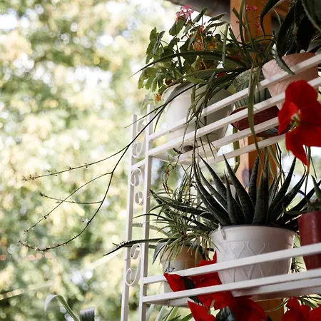 Kashah 3* ジロカストラ